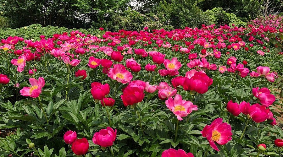 🌸 츠쿠바 모란 정원(쓰쿠바 보탄엔) 이미지 1